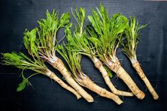 Photo fresh horseradish on the black wooden desk top view