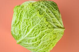 Free photo savoy cabbage superfoods close up on bright coral background, selective focus