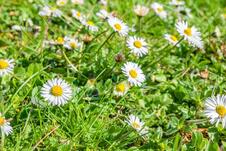 Free photo closeup shot of beautiful daisies in the garden under the sunlight