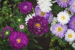 Photo purple and white aster flowers growing in the garden callistephus chinensis blooming in autumn