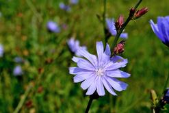 Photo a blue flower of chicory isolated on plant stem with green grass on background macro