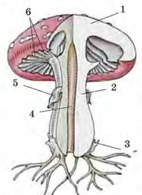0402vb8m-f0f2-199x273.png