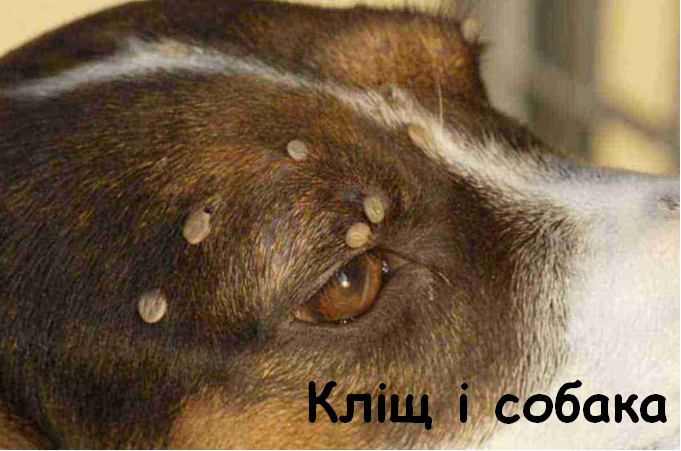 0402vcdg-609d-681x451.png