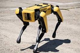 Дуже "грайливий" - українські території розміновує робот-собака Boston Dynamics (ВІДЕО) - Bituk Media