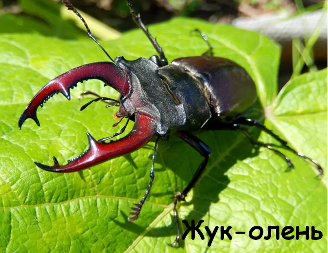 0402vd0o-323a-675x522.png