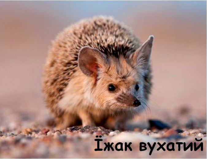 0402vd1v-a211-675x520.png