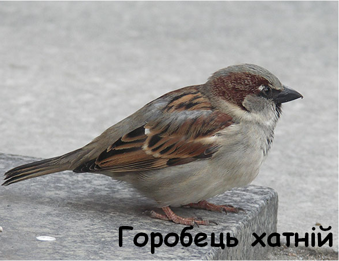 0402vd2w-a697-676x522.png