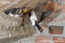 Ластівка сільська (Hirundo Rustica) :: Пернаті друзі, птахи України, орнітологія ::