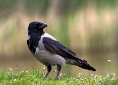 Ворона сіра (Corvus corone cornix, серая ворона) — Птахи України