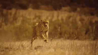 0402vdcs-fc5e-389x219.gif