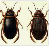 0402vdf5-d261-198x185.png