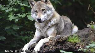 Цікаві факти про вовка 🐺