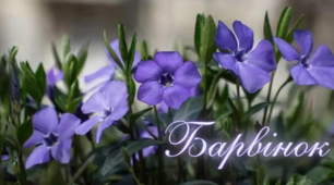 Барвінок