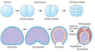 10 клас. Лабораторна робота 4. Вивчення етапів ембріогенезу