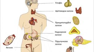 Залози внутрішньої та змішаної секреції. Профілактика захворювань ендокринної системи