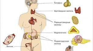Профілактика захворювань ендокринної системи та їх профілактика