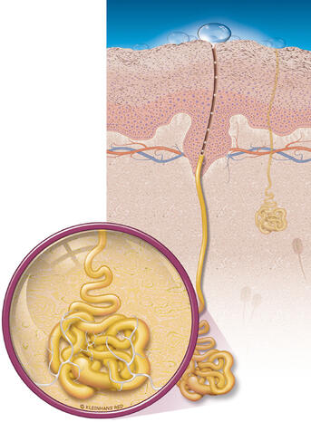 scf25_sweat_gland велика