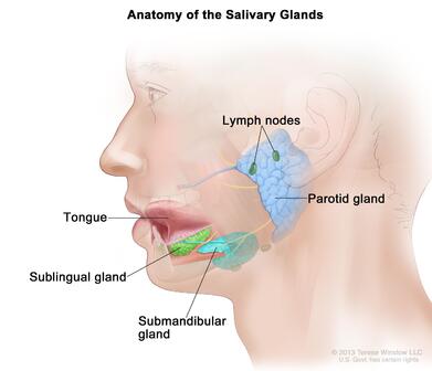 Definition of salivary gland - NCI Dictionary of Cancer Terms - NCI