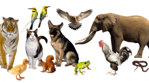  Tiere 