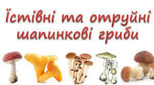Їстівні та отруйні гриби