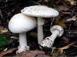 0402vpz2-435d-259x194.jpg