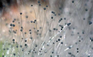 0402vqbm-7f0a-249x154.jpg