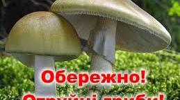 (Копія) Гриби їстівні неїстівні та отруйні