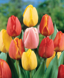 0402vv8q-ef2d-221x269.png