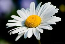 0402vv9b-ceb7-225x151.jpg