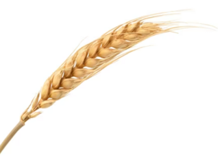 0402vy4e-1837-318x239.png
