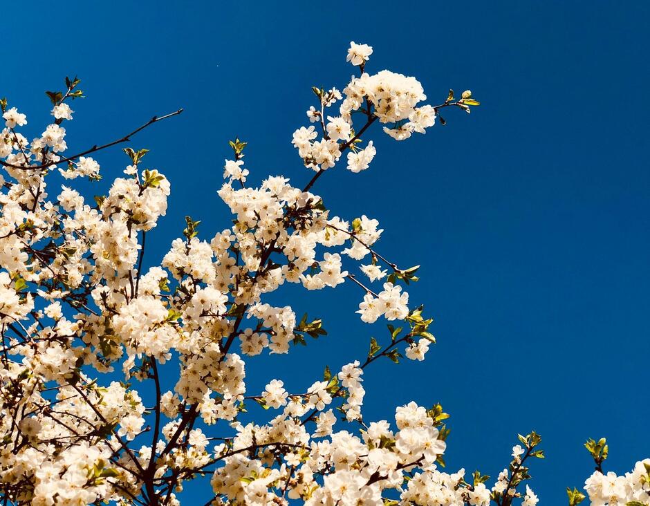 Народні прикмети 8 травня / © Pexels