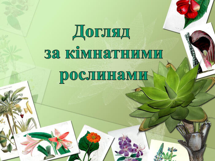 Презентація "Догляд за кімнатними рослинами"