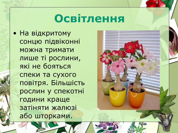Презентація "Догляд за кімнатними рослинами"