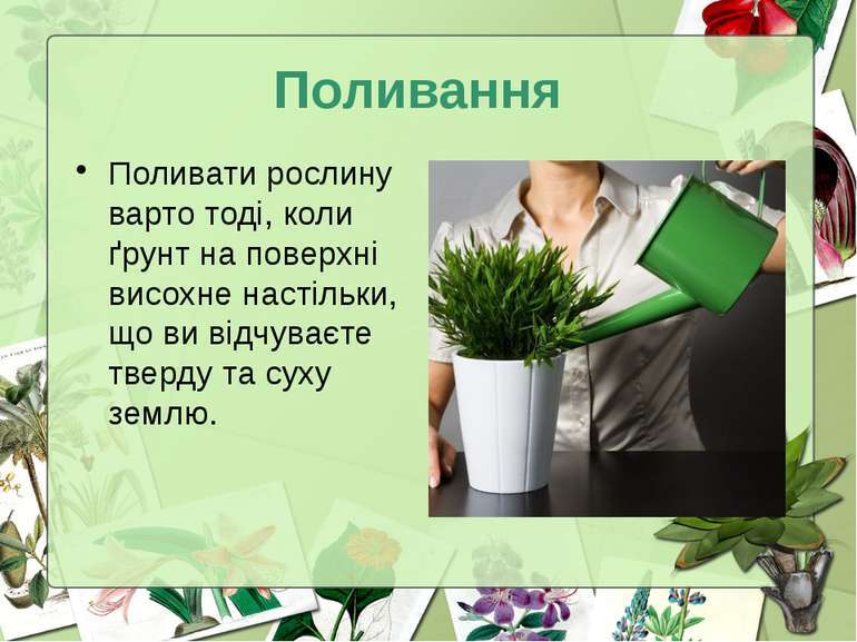 Догляд за кімнатними рослинами - презентація з природознавства