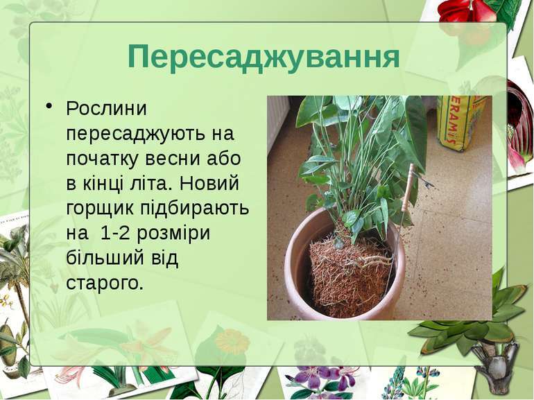 Догляд за кімнатними рослинами - презентація з природознавства