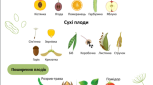 Постер "Плоди". Типи плодів. Поширення плодів та насіння