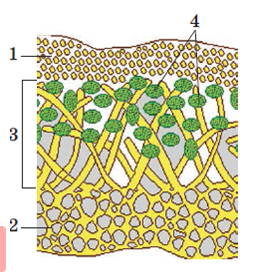 0402wg92-b39e-261x277.png