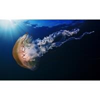 0402wh55-da6b-200x200.jpg