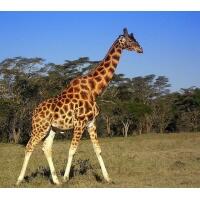 0402wh95-7bd1-200x200.jpg