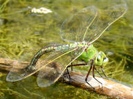 0402wkiq-bf06-192x143.jpg