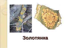 0402wl5m-49c5-259x194.jpg