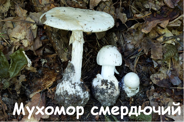 0402wmux-f7f9-619x412.png