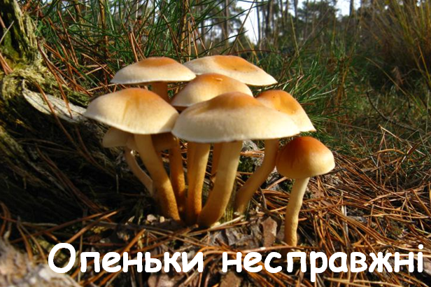 0402wmvk-95e8-616x410.png