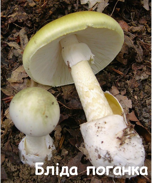 0402wmwx-e106-503x606.png
