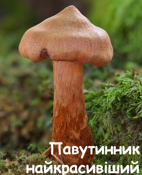 0402wmxy-a4d0-493x605.png