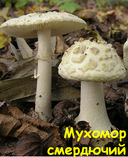 0402wmy1-d40d-494x609.png