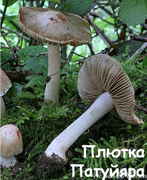 0402wmys-fa38-497x610.png