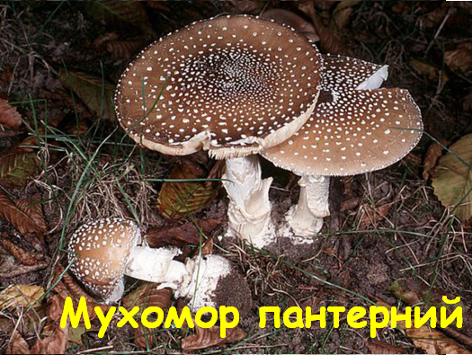 0402wmzb-2f0f-525x395.png