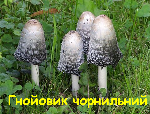0402wmzr-02a9-525x399.png