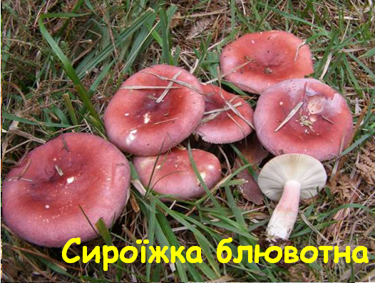 0402wn2n-d746-526x397.png